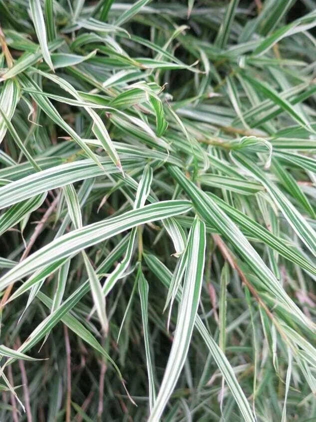 Dwarf Malay Variegated Bamboo Seeds Clumping Privacy Screen Bambusa vulgaris Vittata Garden Plant