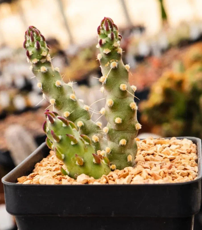 Austrocylindropuntia Verschaffeltii Cactus Succulent Plant - 2 Inch Potted Drought-Tolerant Indoor & Garden Decor