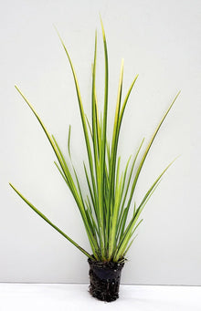 Live Golden Sweet Flag Acorus gramineus ‘Ogon’ | Hardy Aquatic Marginal Pond Plant | Bareroot Water Garden Perennial