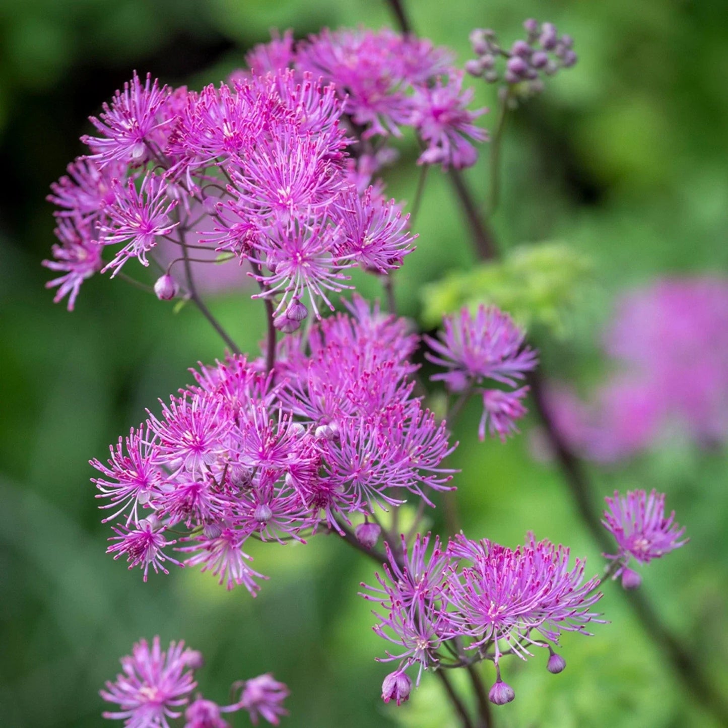 Thalictrum ‘Black Stockings’ Meadow Rue Live Starter Plant – Tall Purple-Flowered Shade Perennial with Dark Stems