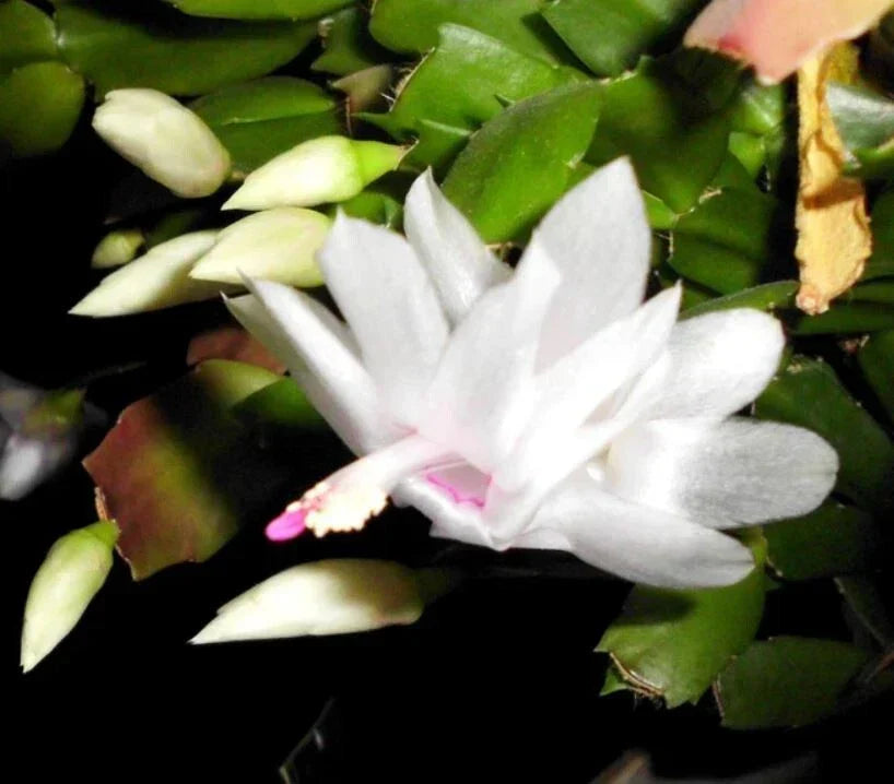 Thanksgiving Cactus Cuttings 2-Segment White Schlumbergera Truncata - Unrooted Plant Cuttings