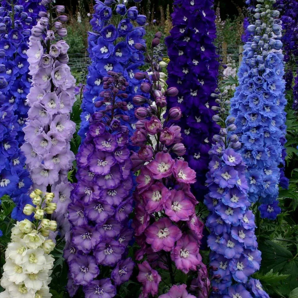 Delphinium Seeds - 50 Pack Dark Mix Perennial Flower Seeds for Borders, Cut Flowers, Garden - Delphinium spp.