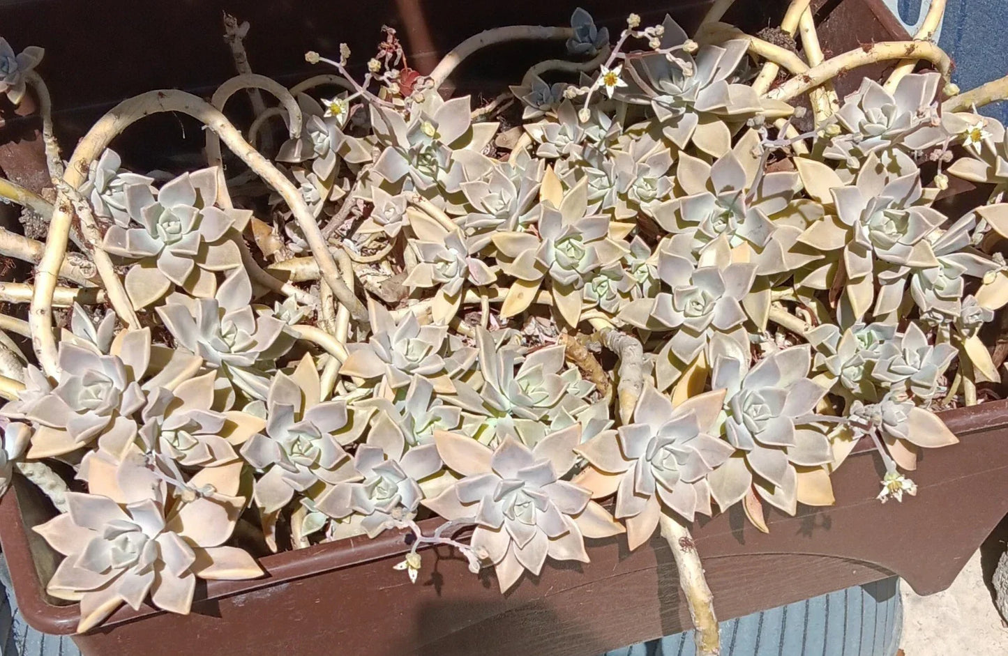 Ghost Graptopetalum Succulent Live Rooted Cuttings - Easy Care, Drought Tolerant, Indoor Garden, Graptopetalum paraguayense