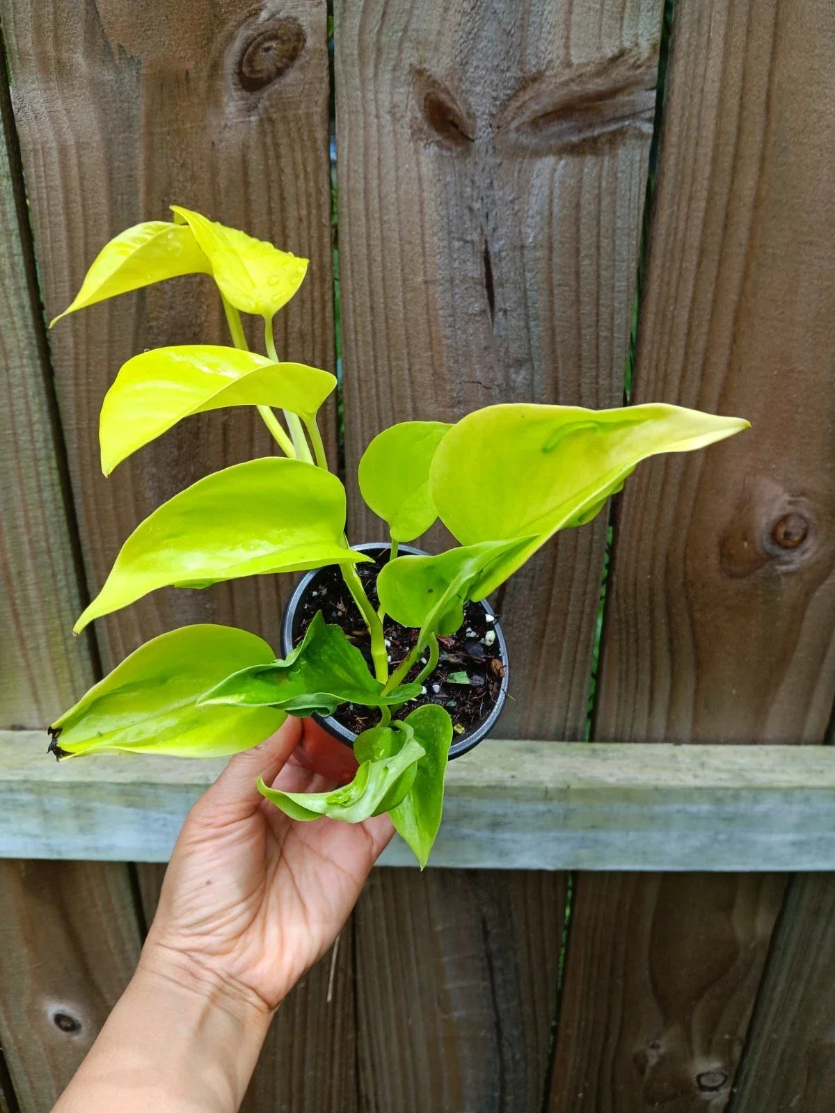 Epipremnum Aureum Pothos Plant | 6" Pot | Green Variegated Foliage | Indoor Trailing Vine