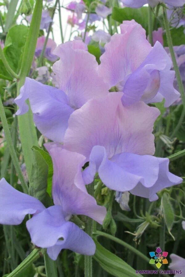 Glynne Collins Sweet Pea Seeds - 50+ Non-GMO Lathyrus odoratus Seeds for Garden