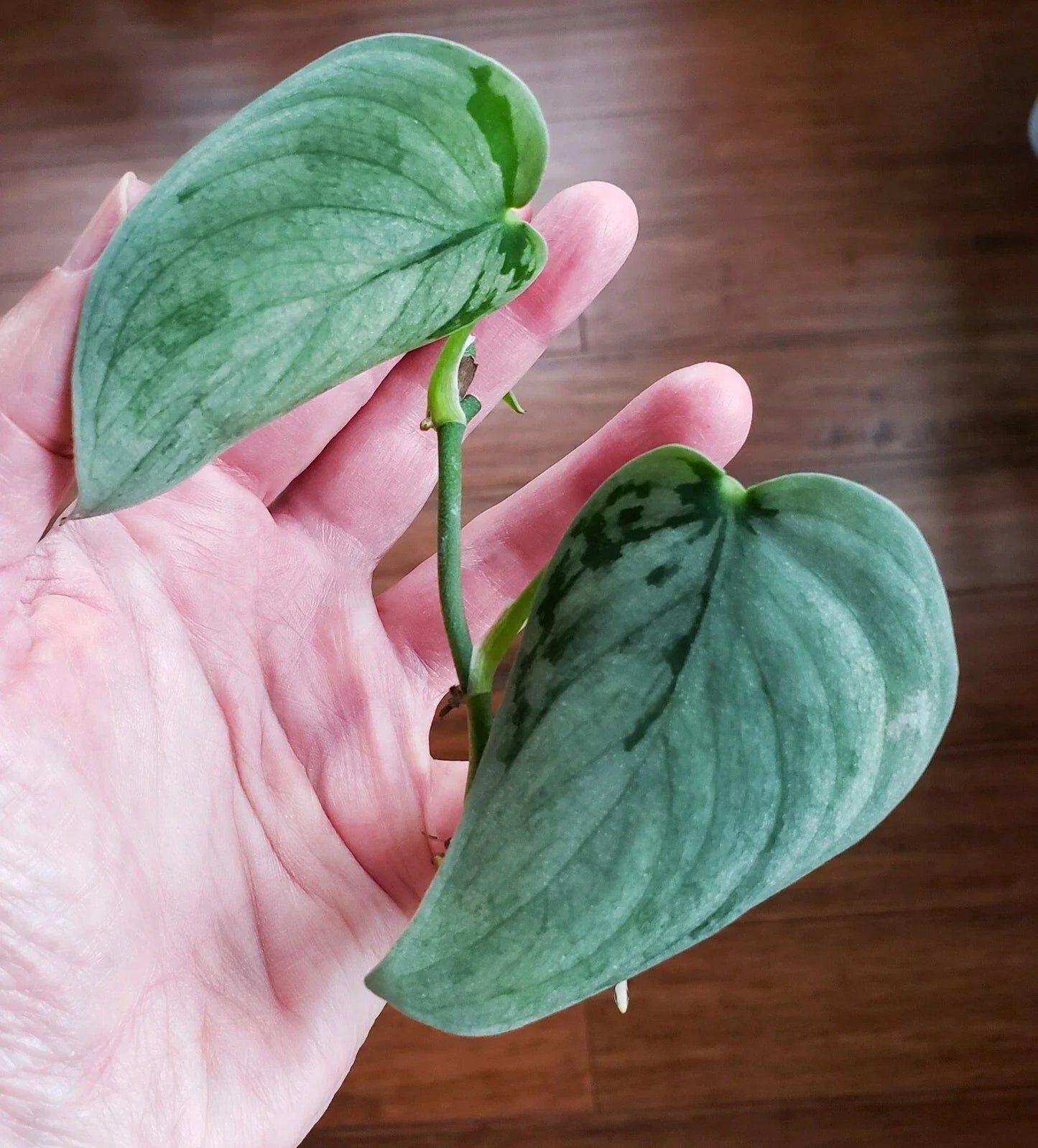 Rooted Scindapsus Pictus 'Soo Silver' Top Cut in Moss for Indoor Plants & Home Decor
