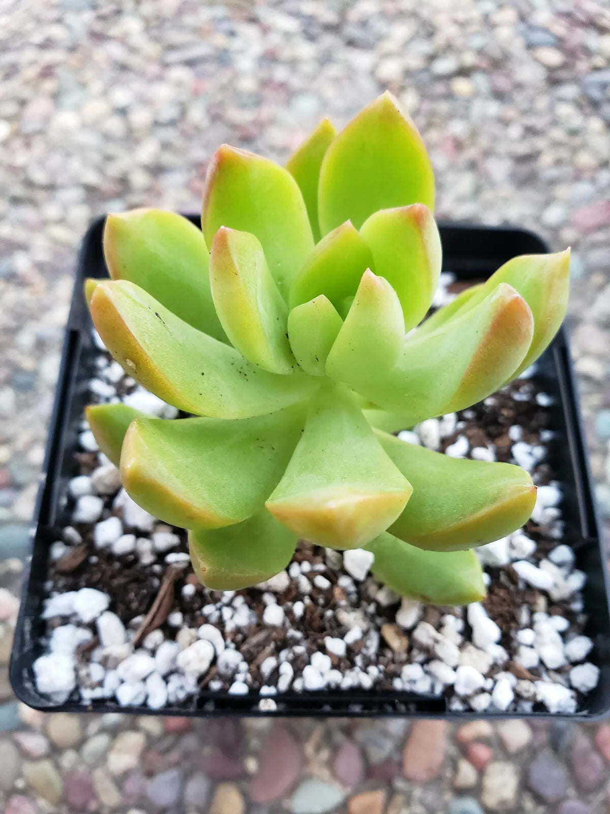 Sedum Adolphii "Lime Gold" Succulent Plants – 2.5" Rooted Ground Cover for Indoor & Outdoor Decor