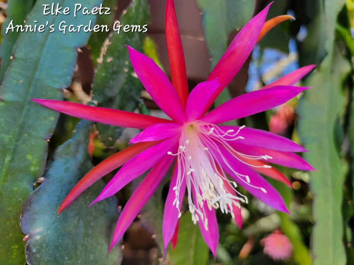 Epiphyllum Cuttings 8-10 Inches Elke Paetz Hybrid Cactus for Propagation and Gardening