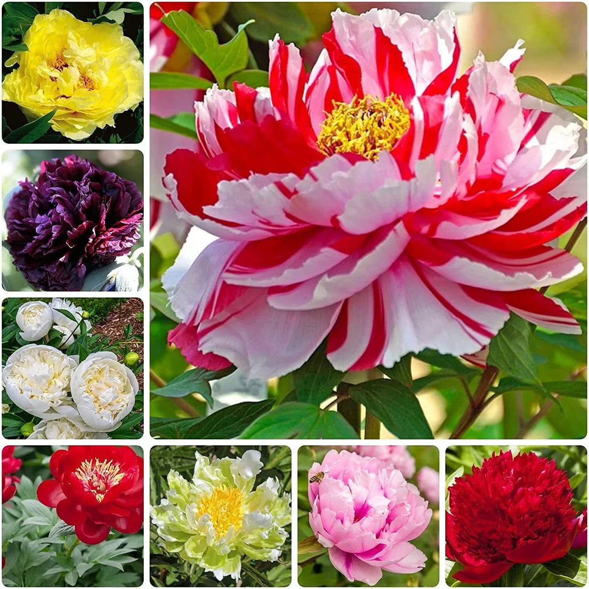 Peony Seeds - 15 Mixed Color Seeds for Bonsai, Containers & Outdoor Gardens - Paeonia spp.