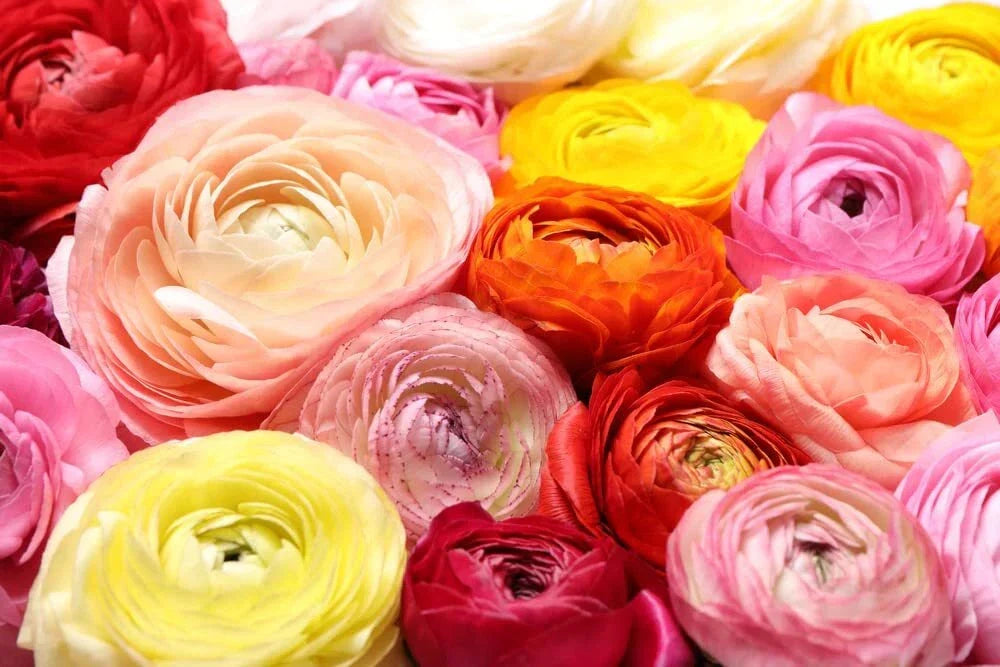 Ranunculus Bulbs Mix Color - Flowering Planting Bulbs from Iowa, USA