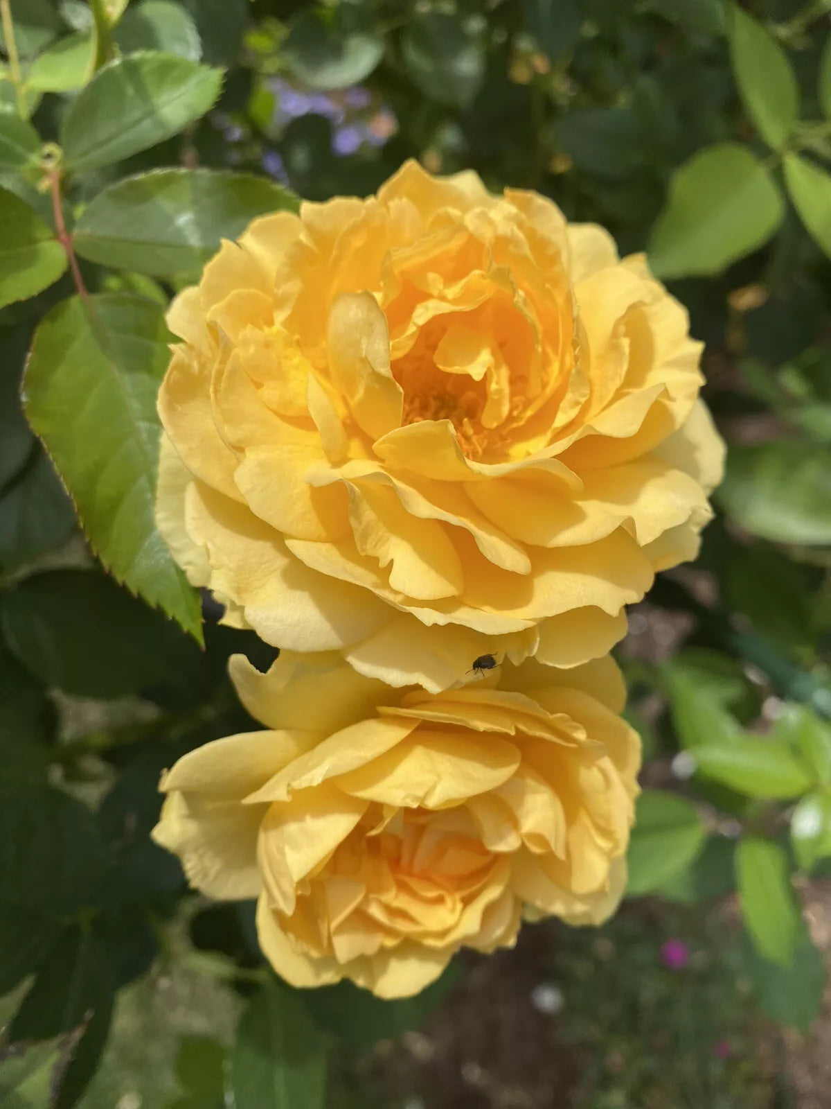 Julia Child Live Rose Cuttings - 5-8" Unrooted Fresh Stems - Rosa 'Julia Child' - 3 Pack
