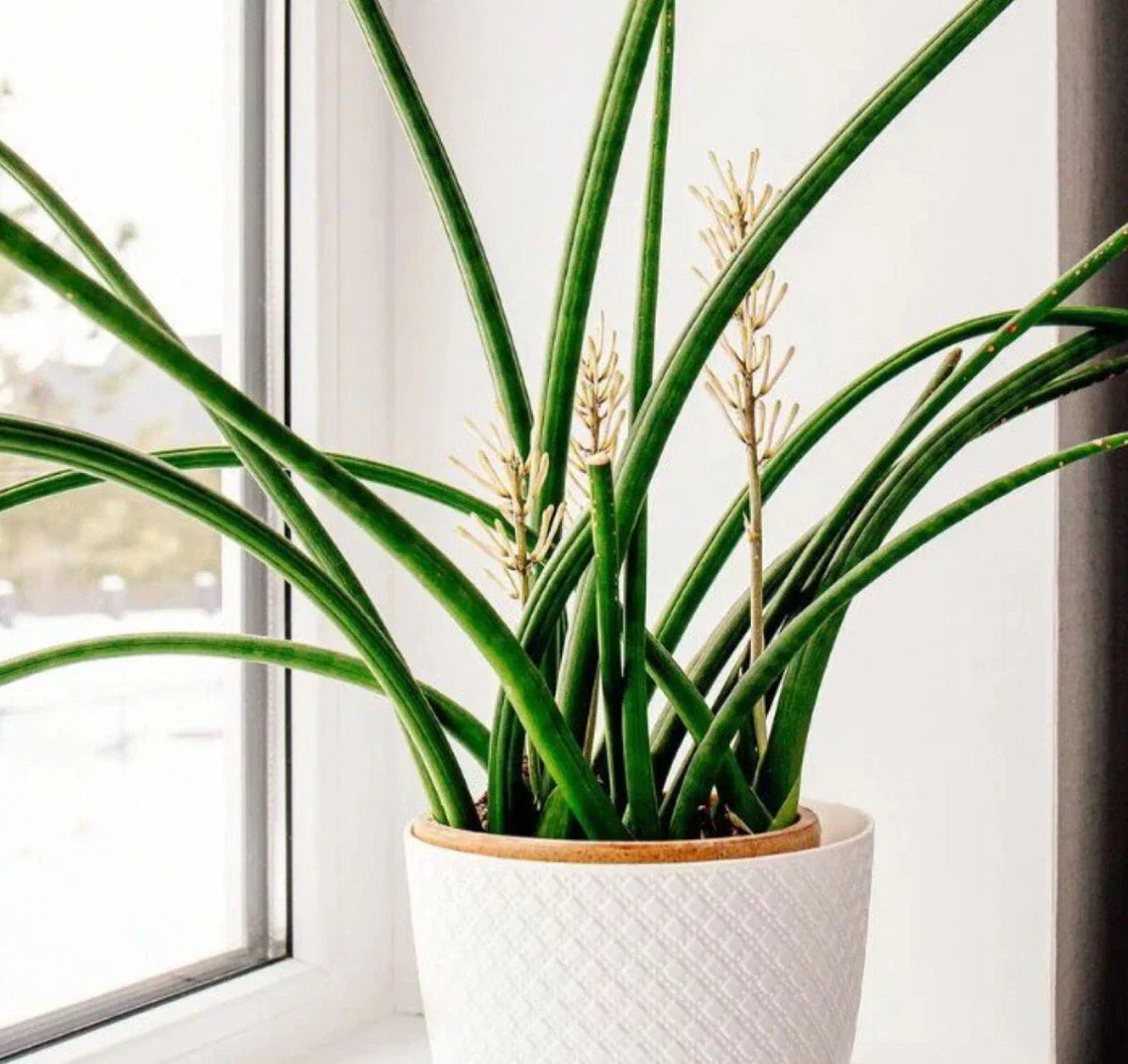 Snake Plant Cutting - Unrooted Sansevieria cylindrica Live Starter Plant for Indoor Air Purification