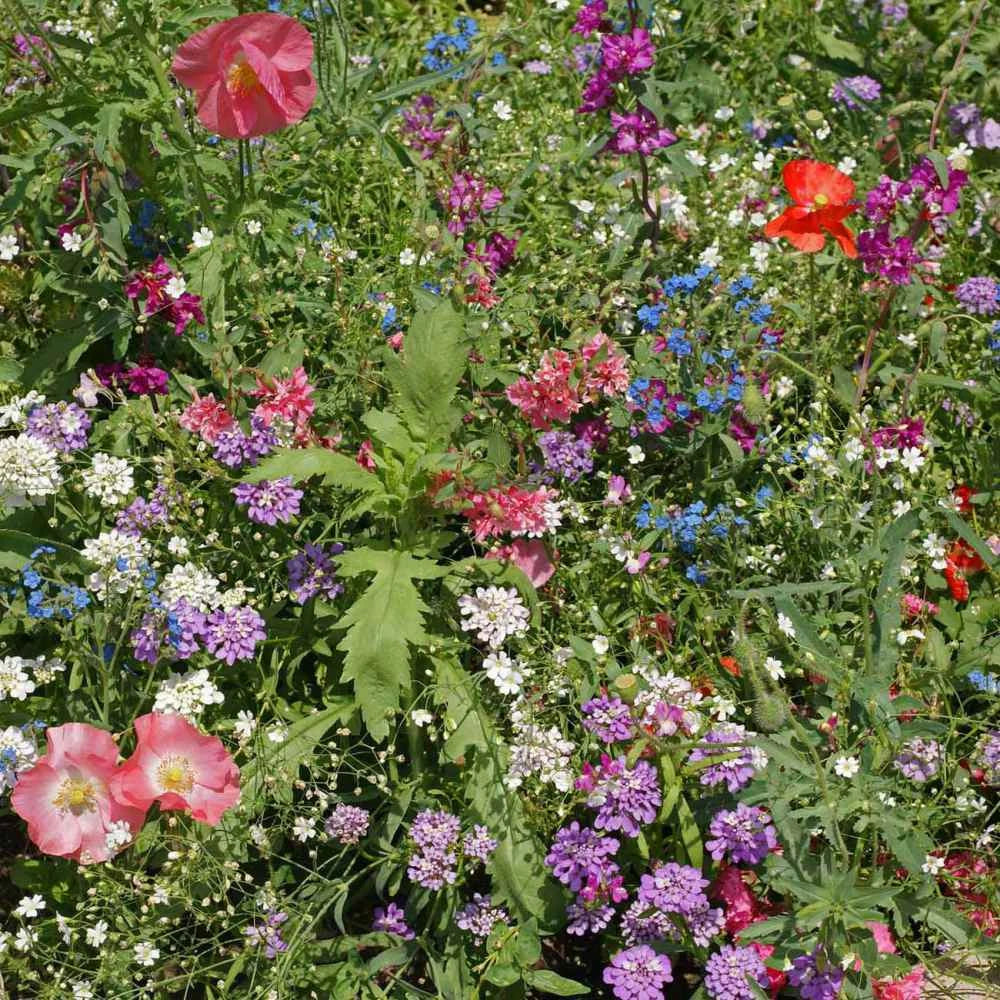 Wildflower Seeds Mix - 200+ Colorful Annual & Perennial Variety for Partial Shade - USA Grown