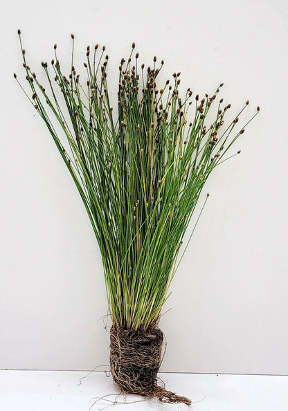 Live Spike Rush Eleocharis palustris | Hardy Aquatic Marginal Pond/Bog Plant | Bareroot Water Garden Perennial