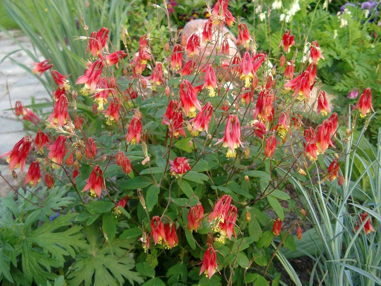 Wild Columbine Live Plant 3-Inch Pot Aquilegia canadensis Native Red Yellow Perennial Pollinator Magnet