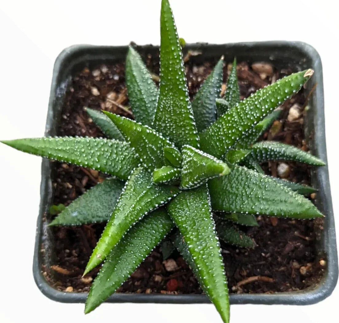 Haworthia Attenuata 'Enon' Succulent Plant - 4" Pot, Green & White Variegated Indoor Houseplant