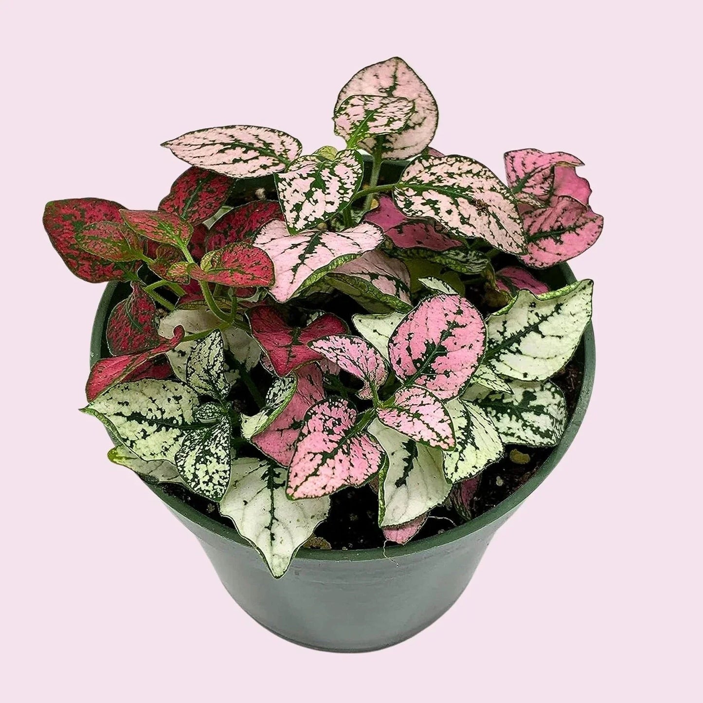 Tricolor Polka Dot Plant - 2-Inch Pot - Hypoestes phyllostachya - Colorful Indoor Houseplant