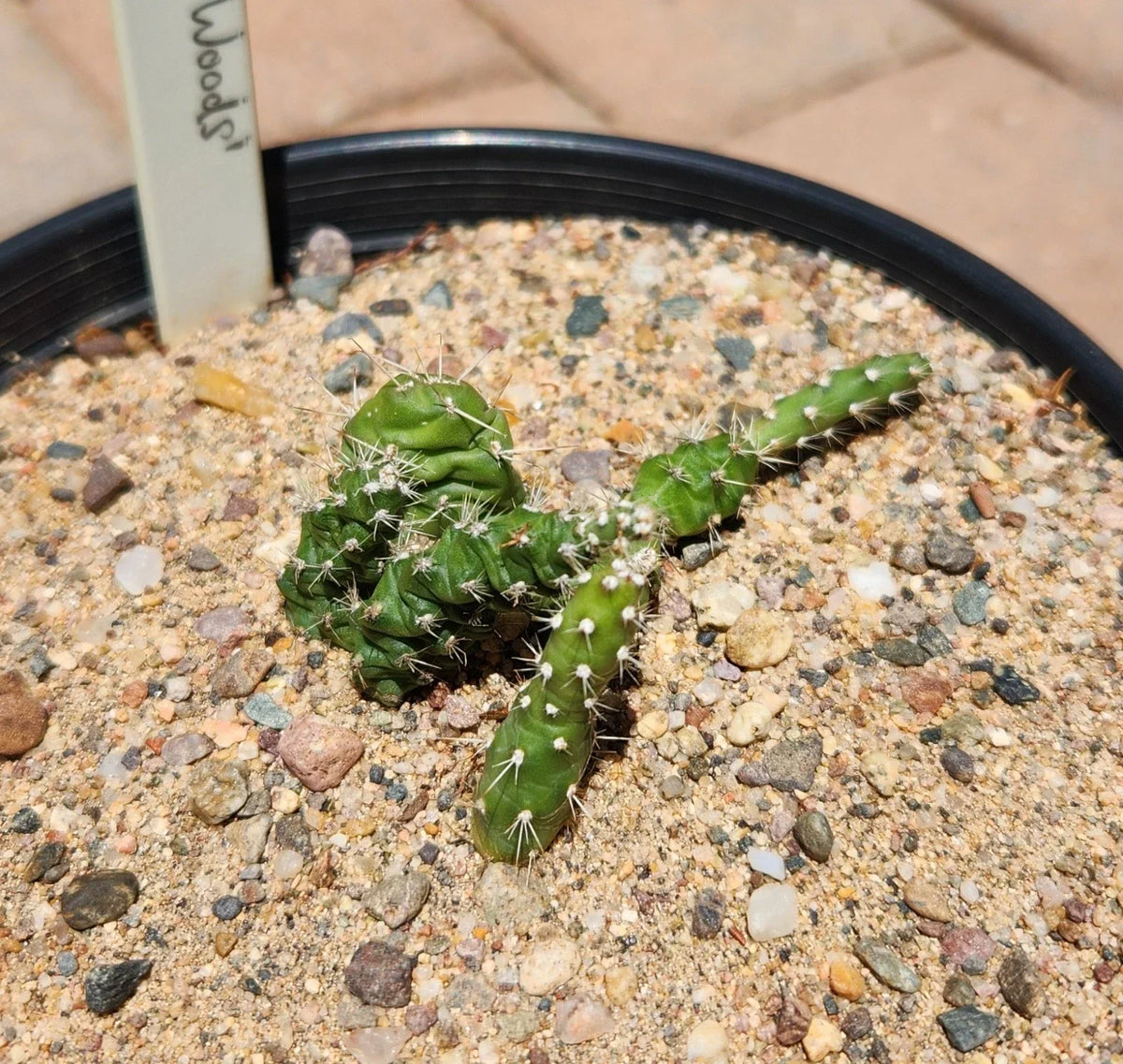 Rooted Opuntia Fragilis Brittle Prickly Pear Cactus Plant – Drought-Tolerant Succulent for Indoor & Outdoor Gardens