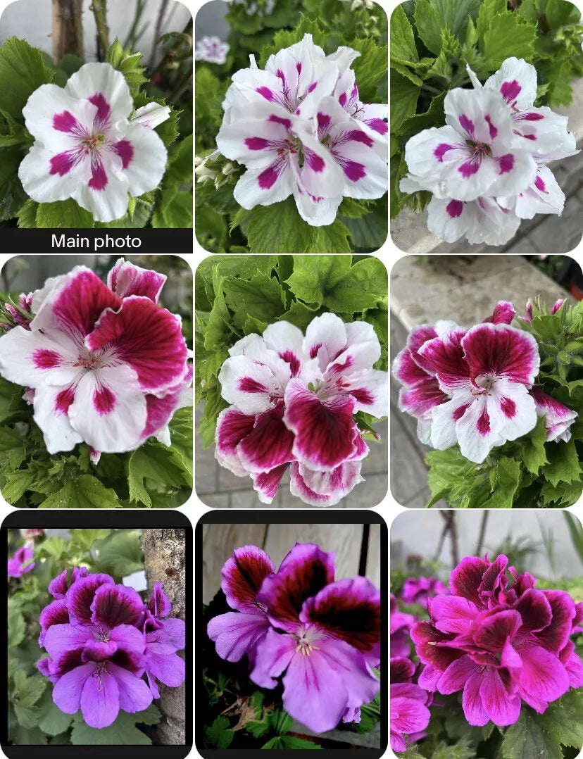 Live Geranium Plants in 3" Pots – Pelargonium Variety Set, 8-10 Inches Tall, Vibrant Blooms for Garden & Container