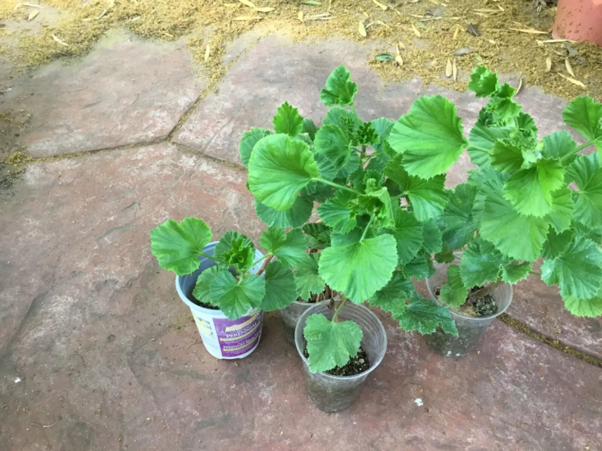 Martha Washington Geranium Plants 2 Years Old Ready to Plant Pelargonium | Vibrant Flowers & Lush Foliage