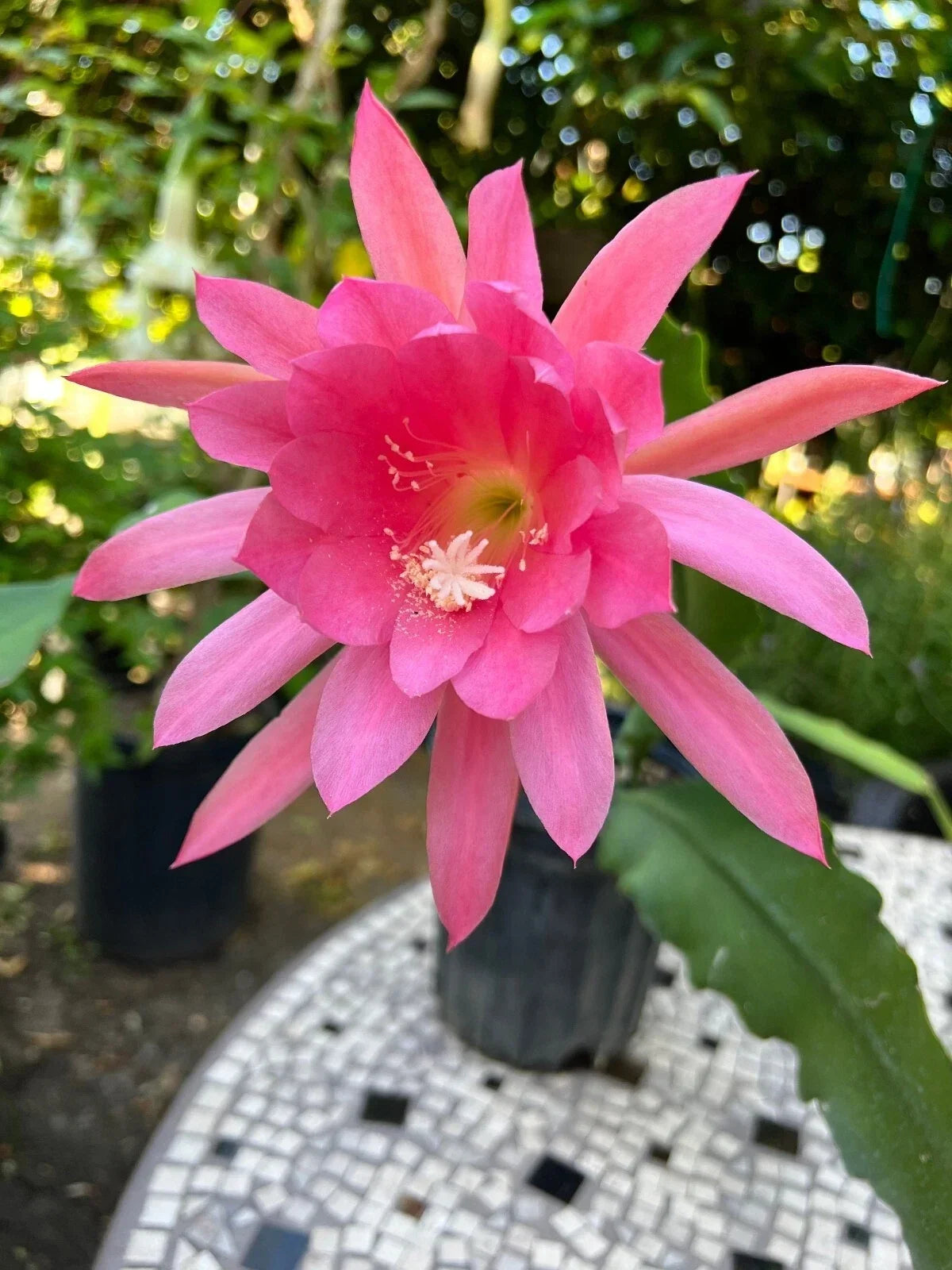 Live Orchid Cactus Plant in 4-Inch Pot with Pink Blooms | Rare Epiphyllum Succulent