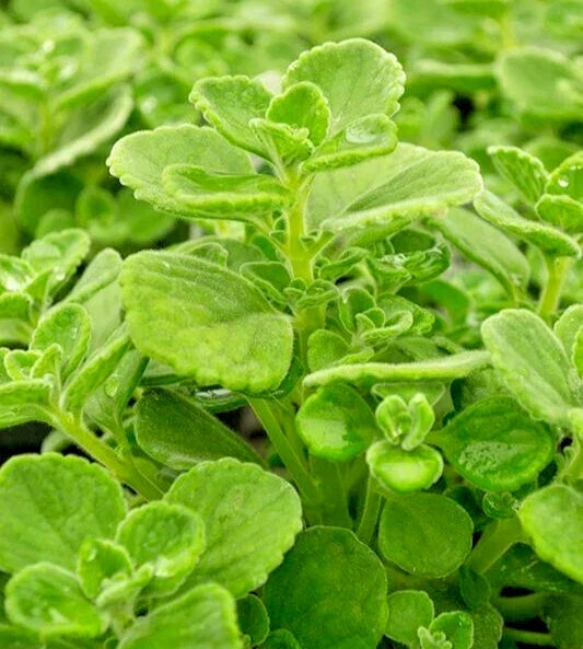 Succulent Cuttings 4" Plectranthus Coleoides Variegata Swedish Ivy Indoor Plants Set of 3
