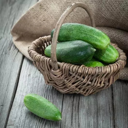 Non-GMO Spacemaster Cucumber Seeds | Compact Bush-Type Cucumis sativus for Container Gardening
