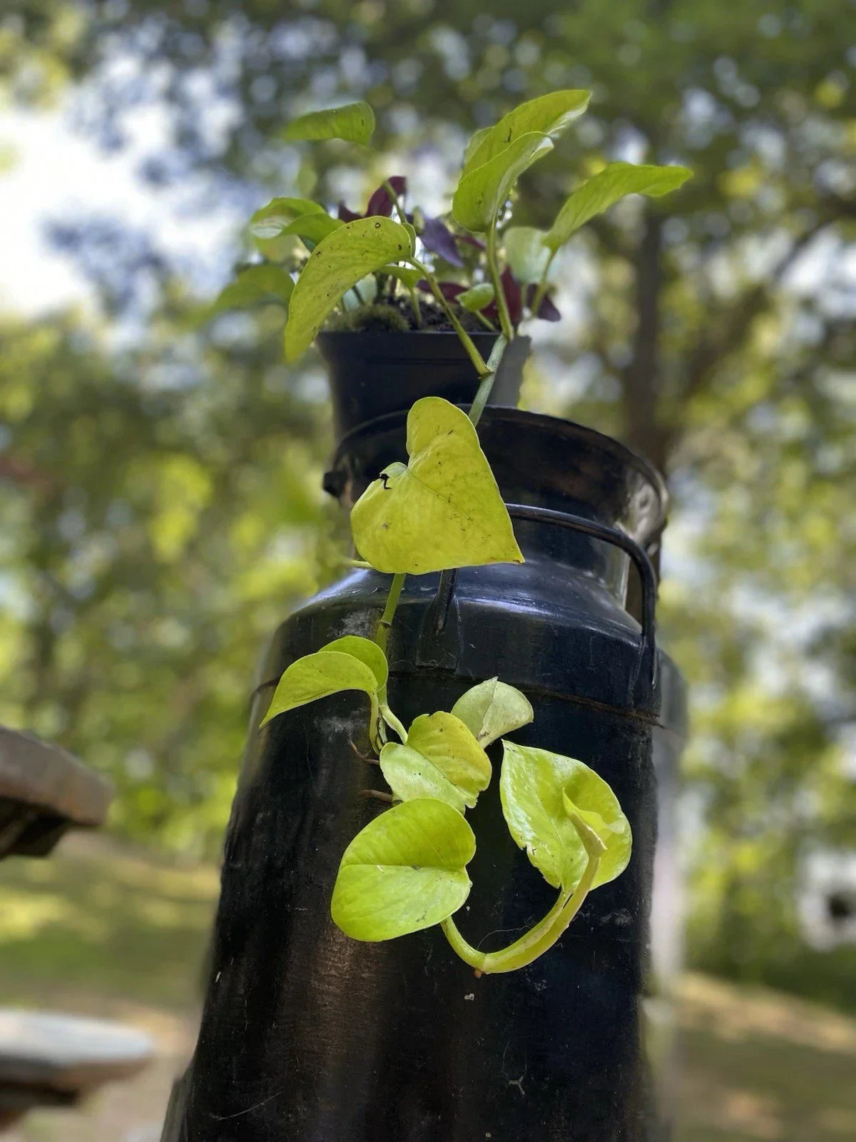 Pothos Neon Rooted Cutting – Epipremnum aureum – Vibrant Green Foliage – Organic Houseplant