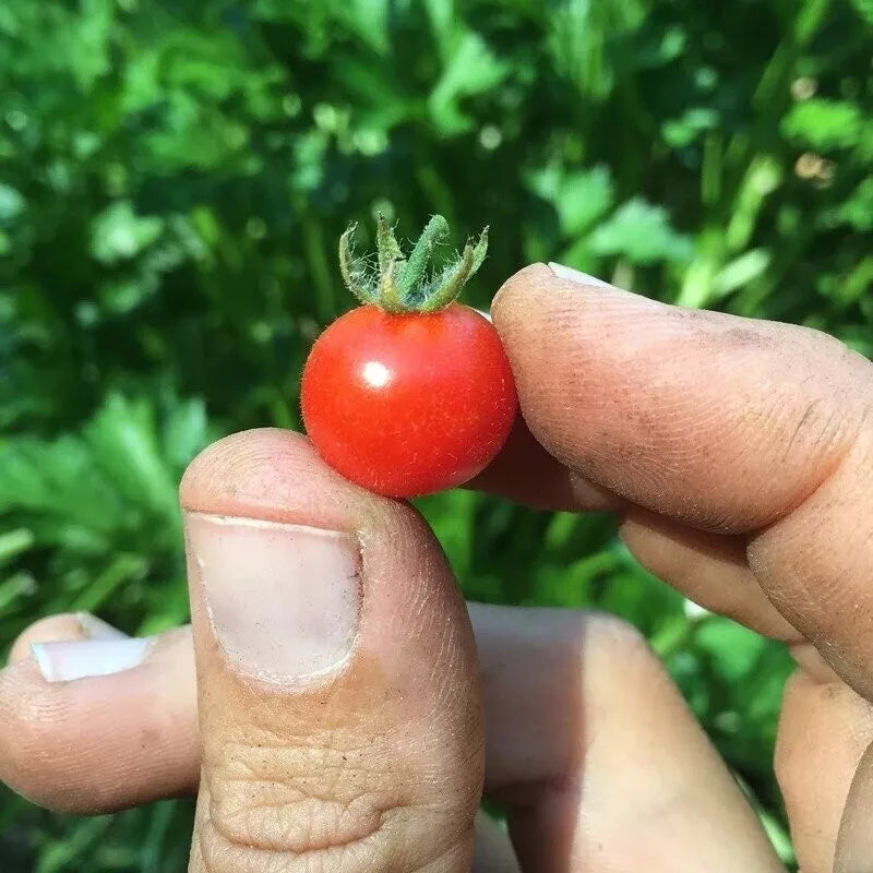 Red Currant Tomato Seeds - Organic Heirloom Non-GMO Solanum lycopersicum var. cerasiforme, Pack of 10+ Seeds