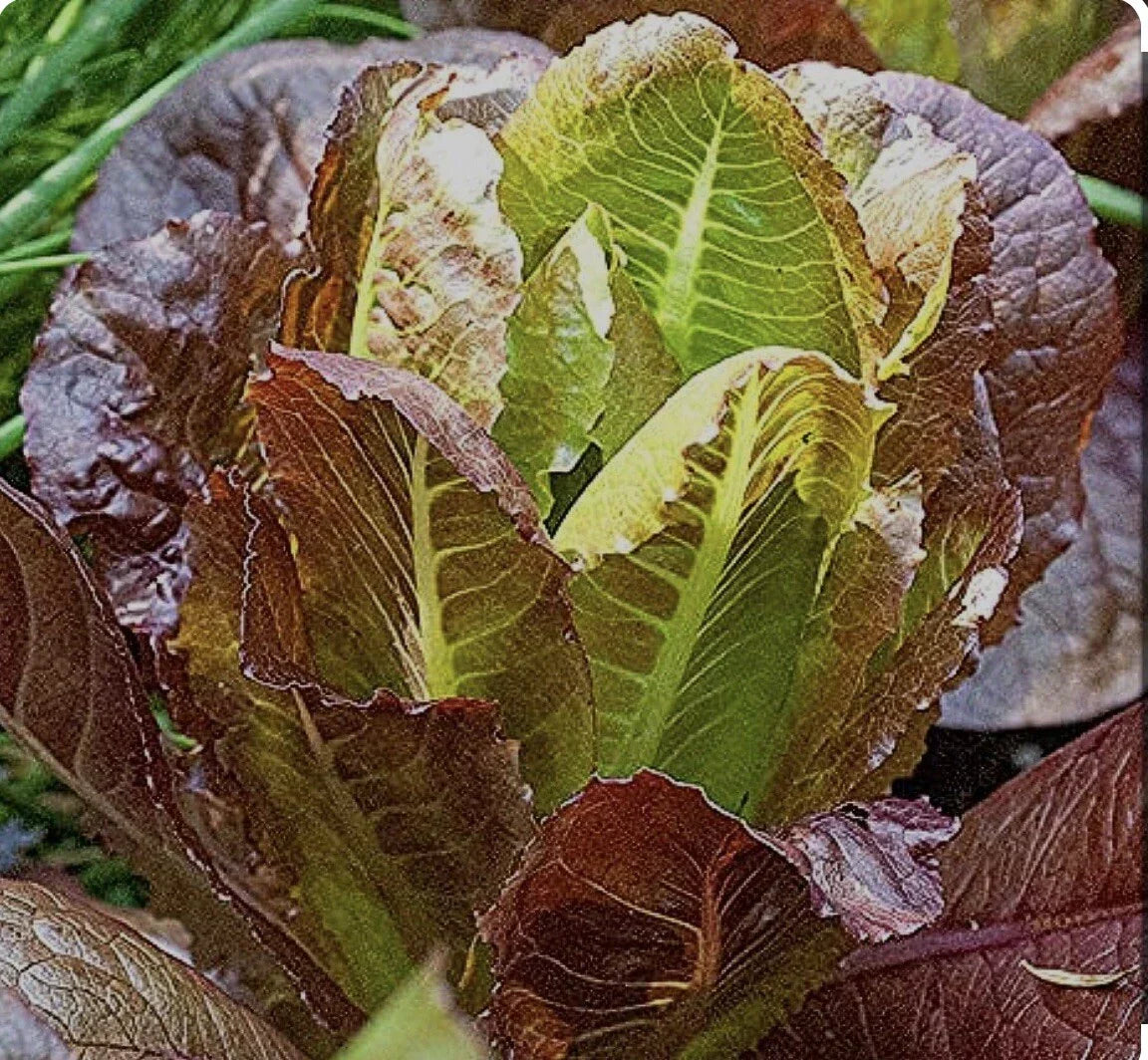 Rouge D'Hiver Romaine Seeds - 700+ Non-GMO Heirloom Lettuce Seeds for Home Gardening