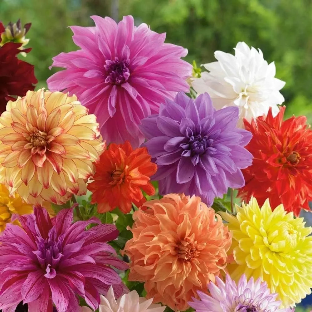 Mixed Dinnerplate Dahlia Bulbs - Large 3 Tubers - Assorted Colors - Dahlia pinnata