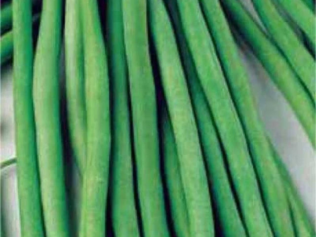 Top Crop Green Bean Seeds - Non-GMO Phaseolus vulgaris for Home Gardening, Tender Green Beans, Bush-Type, Seed Packet