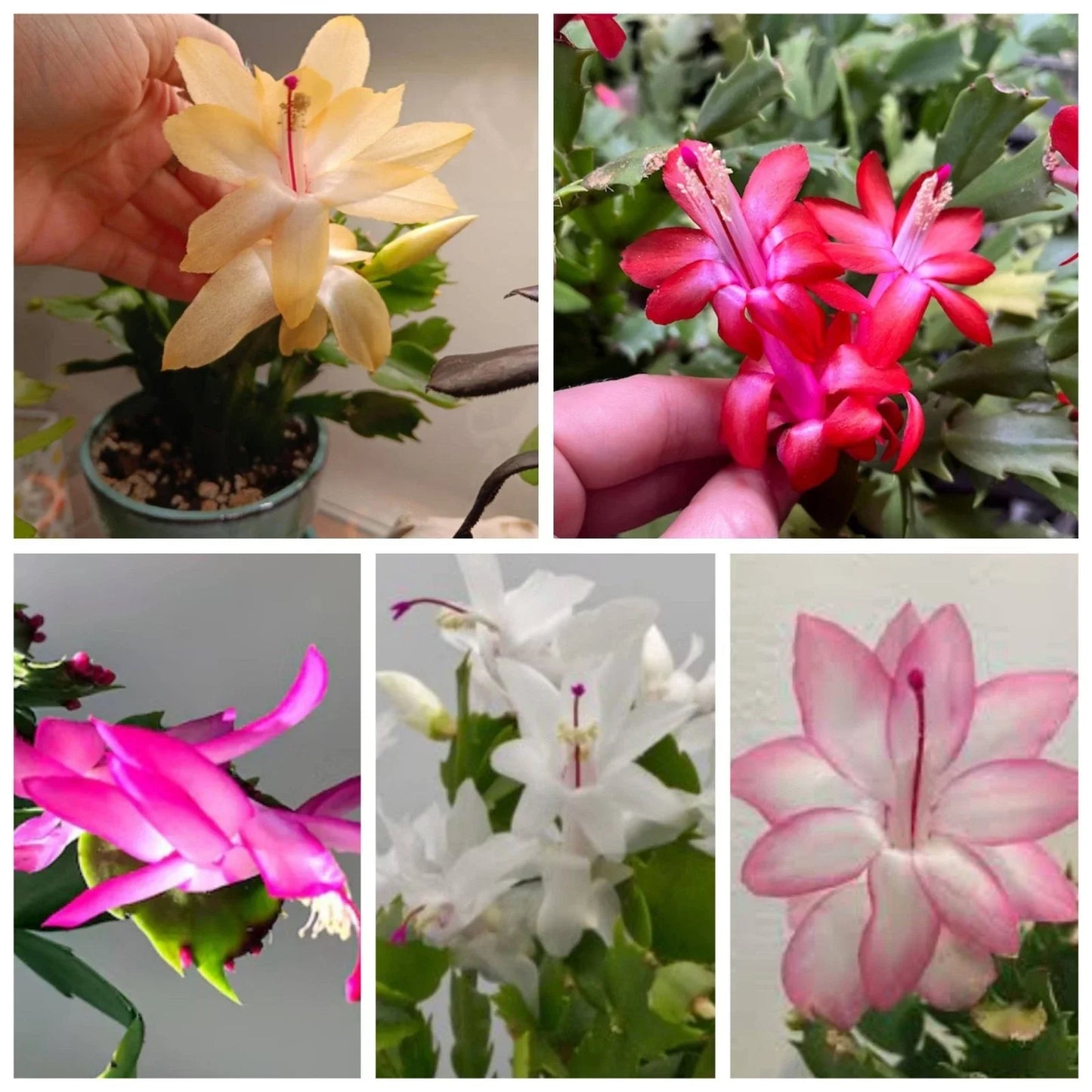 Thanksgiving/Christmas Cactus Cuttings - 5 Fresh Labeled Varieties Multi-Color Schlumbergera spp.