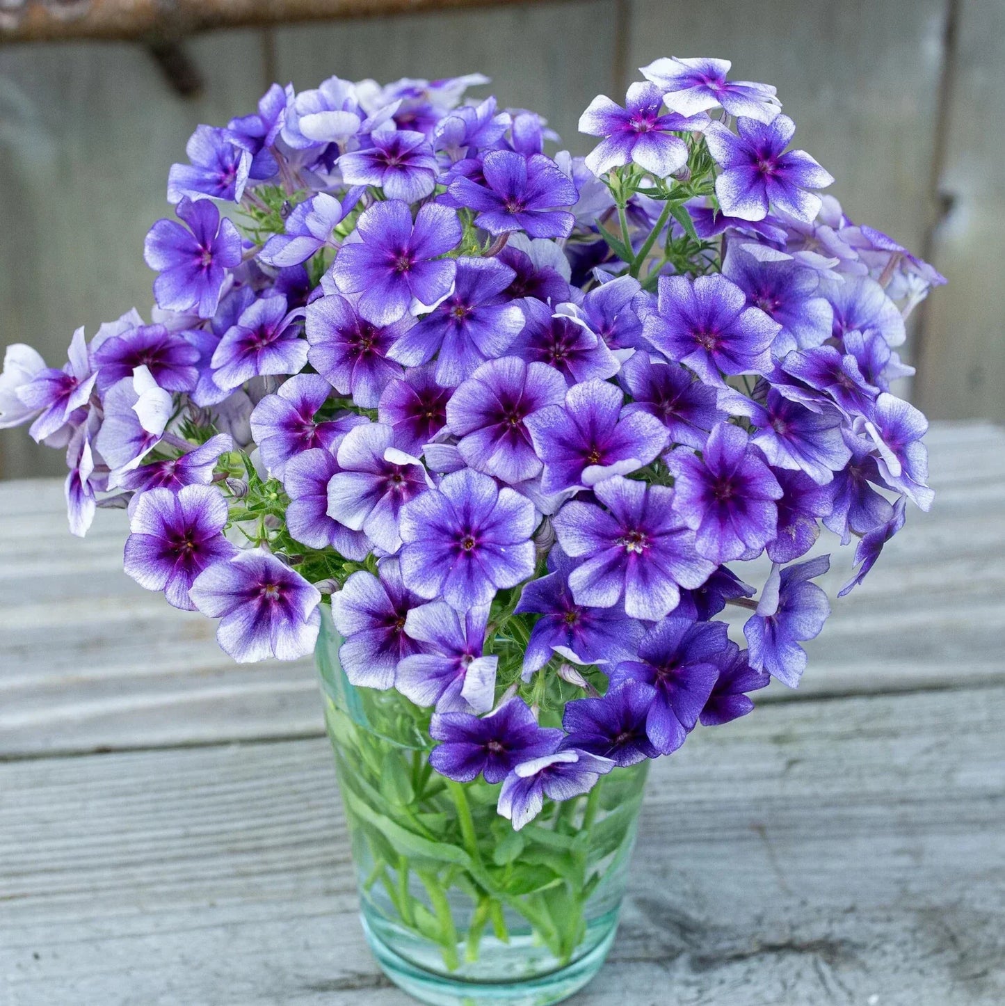 Blueberry Swirl Phlox Seeds - 100+ Phlox paniculata Seeds for Garden Planting - USA Grown