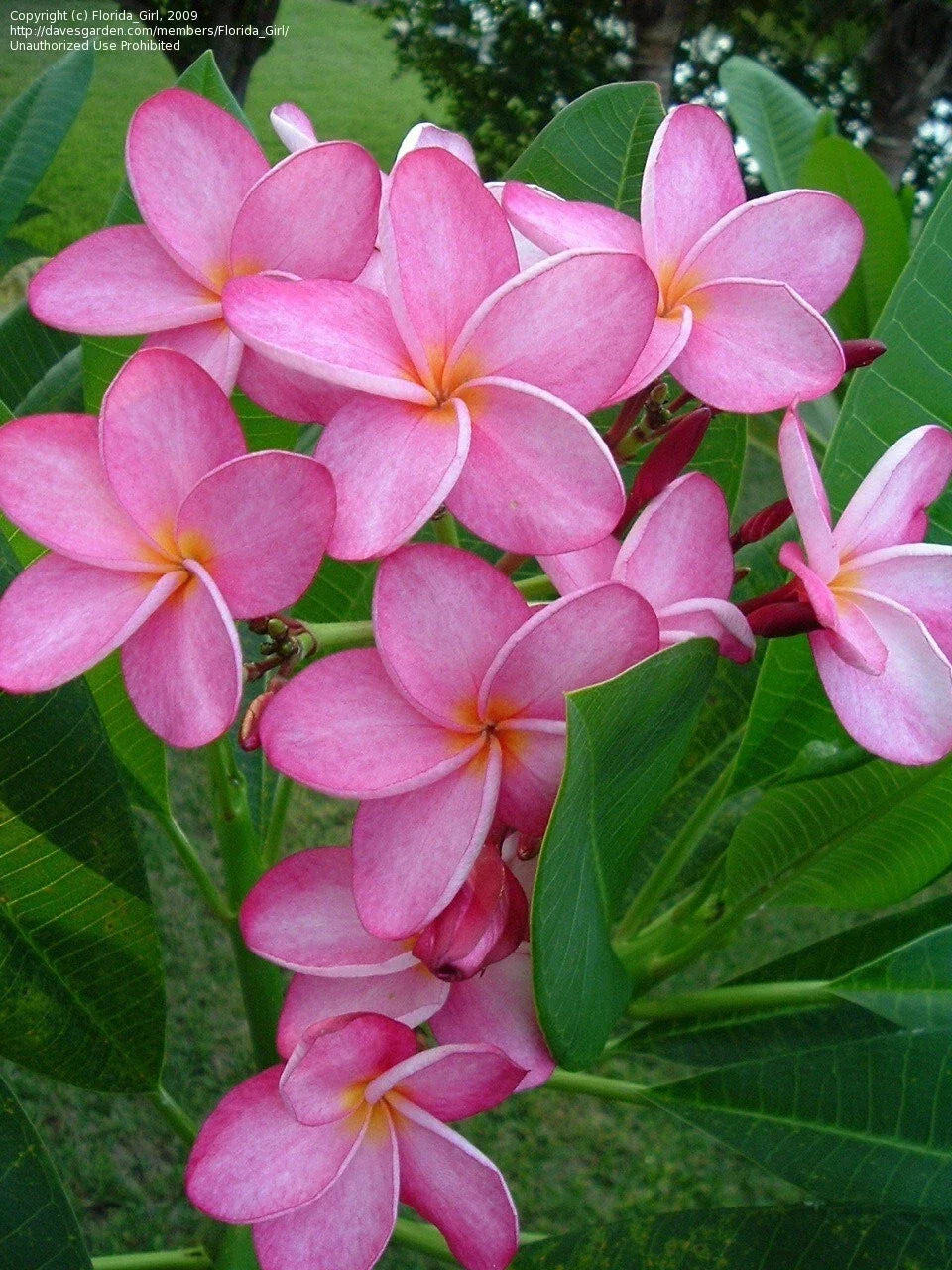 Hawaiian Plumeria Cuttings 12-14" Miami Rose Frangipani Plant Tropical Flowering