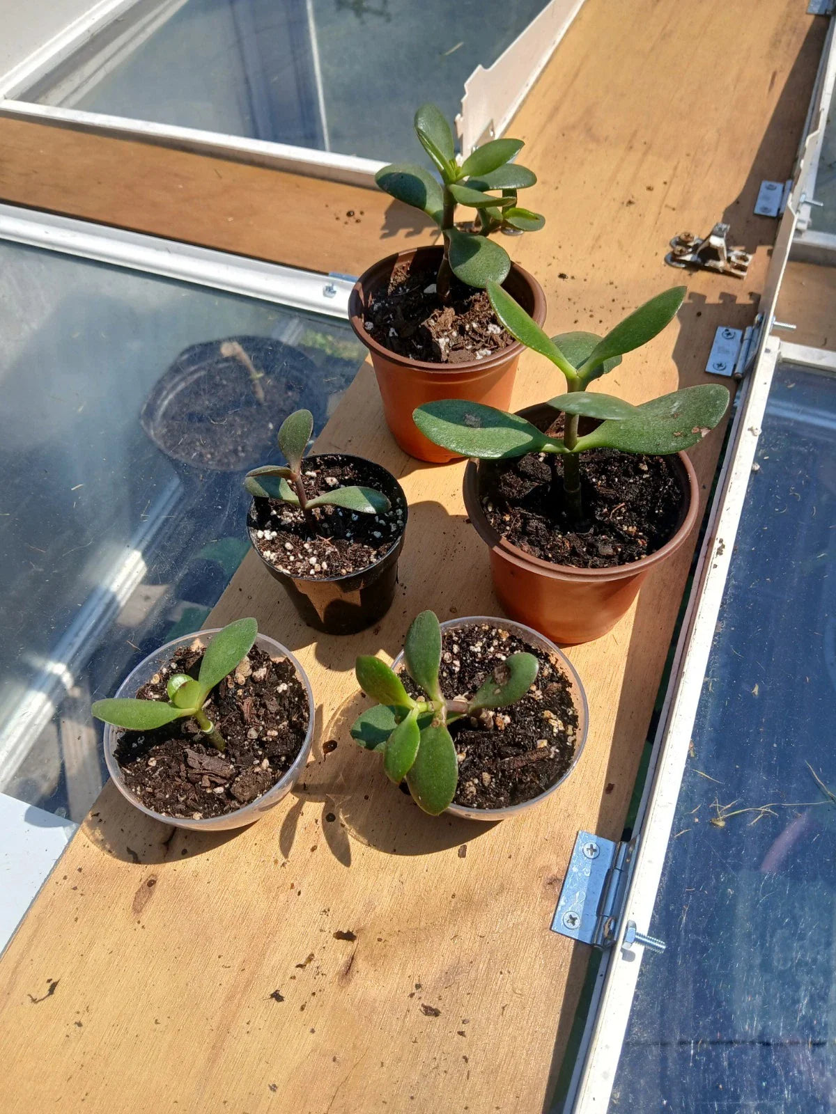 Crassula Ovata Jade Plant Rooted Cutting | Live Succulent in 1-3" Pot | Indoor Drought-Tolerant Houseplant
