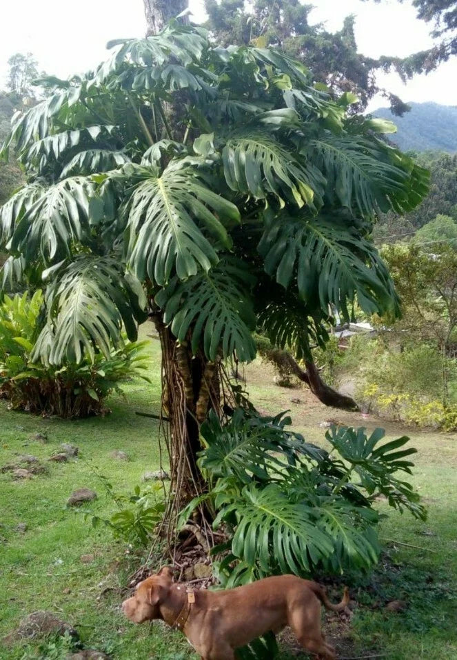 Giant Monstera Deliciosa Seedling in 2" Pot - Tropical Houseplant, Green, Non-Variegated, Indoor Foliage Plant