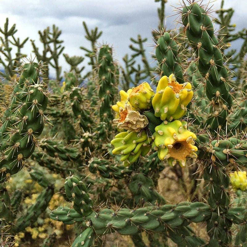 Tree Cholla Cuttings - Cylindropuntia imbricata - Drought-Tolerant Succulent for Indoor or Outdoor Gardens