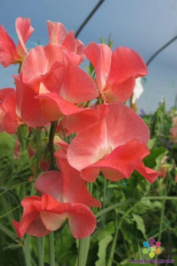 Sweet Pea Seeds - 50+ Pack Thomas & Linda Variety - Lathyrus odoratus - Garden Climbing Vine