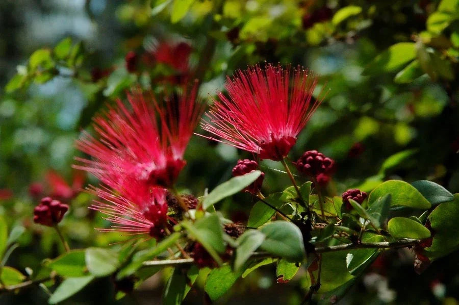 Red Mimosa Tree Seeds - 10 Pack, Albizia julibrissin, Perennial Silk Albizia Seeds for Garden, Landscaping & Pollinator Attraction