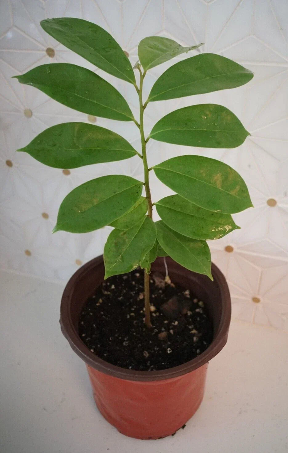 Soursop Tree 5-Inch Pot, Annona muricata, Tropical Fruit Tree for Garden or Patio, Easy to Grow