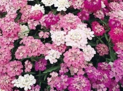 Candytuft Seeds - Organic Iberis umbellata - Compact Perennial Flower Seeds for Borders & Ground Cover