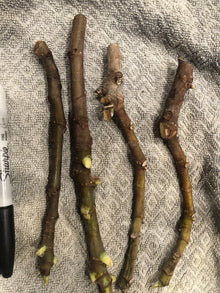 5 White Adriatic Fig Cuttings | Ficus carica | Live Unrooted Stems for Propagation | Sweet Green-Skinned Fruit for Home Orchard