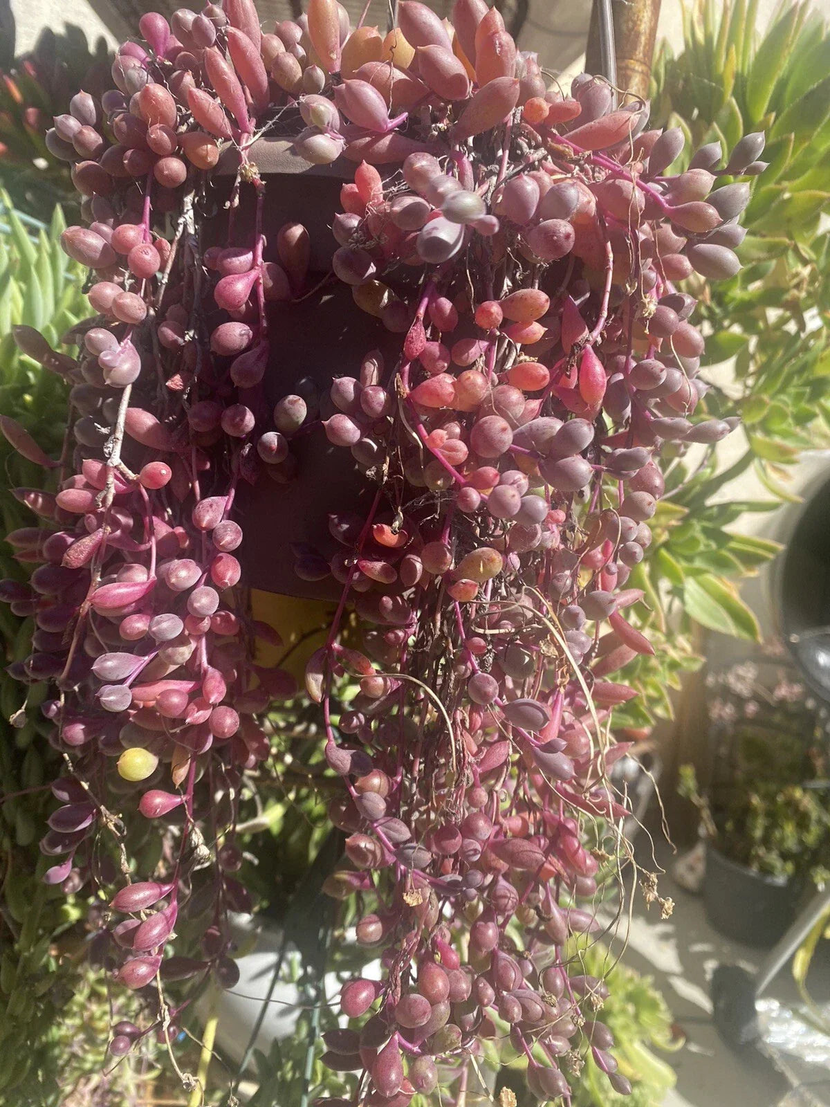 Othonna Capensis Ruby Necklace Succulent Cuttings – 10 Healthy Organic Propagation Plants