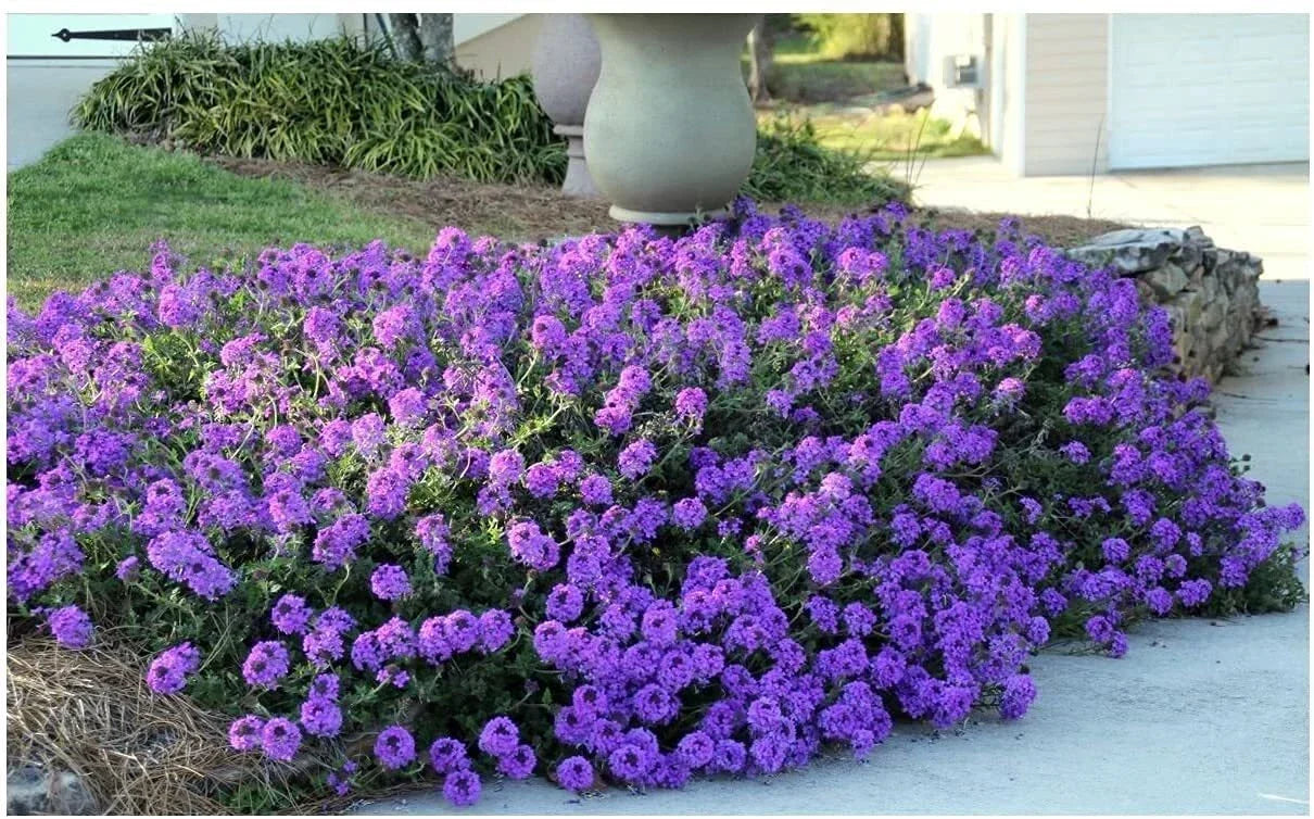 Purple Moss Verbena Seeds | 100 Seeds | Verbena peruviana Groundcover with Purple Blooms
