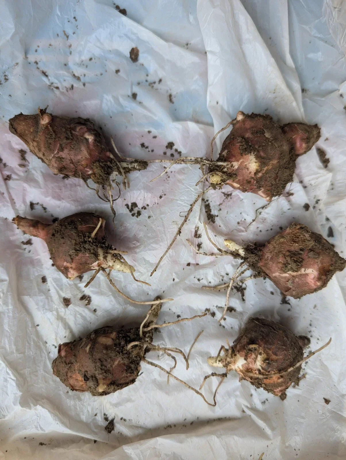 Organic Medium Red Jerusalem Artichoke Tubers Helianthus tuberosus for Planting