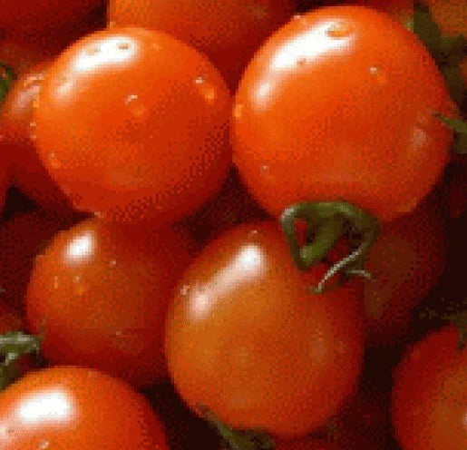 Fresh Heirloom Small Red Cherry Tomato Seeds - 25 Pack - Solanum lycopersicum