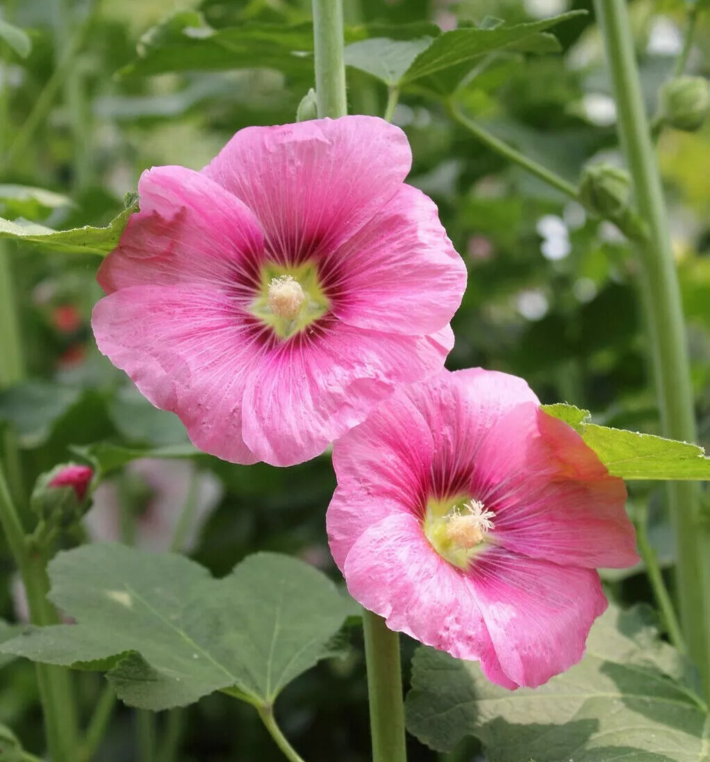 Hollyhock Flower Seeds - Perennial Garden Seeds - Alcea Rosea - Heirloom, Tall, Colorful, USA Grown, Free Shipping