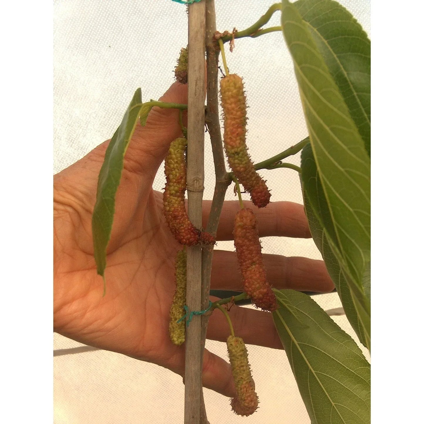 Pakistan Long Black Mulberry Cuttings (4) for Grafting or Rooting - Morus nigra, Fruit Tree, Garden Plant