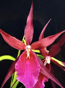 Small Bare Root Orchid Plant Mtssa Royal Robe - Orchidaceae